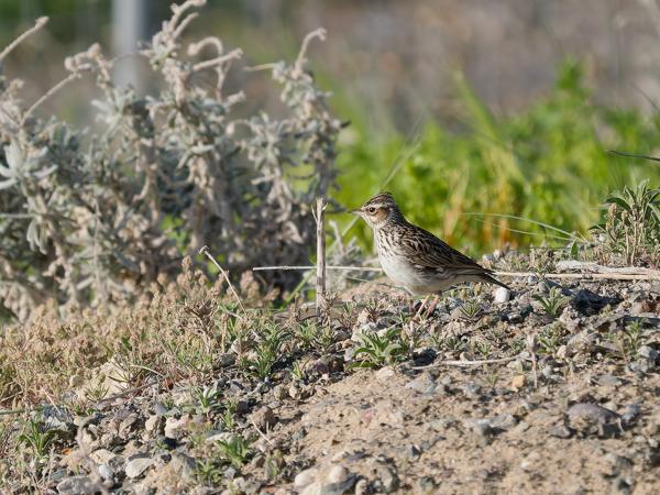 <h3><a href="/trips/kreta/biota/animalia/chordata/aves/040 passeriformes/073 alaudidae/galerida cristata/galerida cristata-nl.html">Galerida&nbsp;cristata</a> / Crested&nbsp;lark / Kuifleeuwerik</h3>OM-1 Mark II met OLYMPUS M.150-400mm F4.5, 1/2000 sec  bij F4.5, ISO 400, afstand 27.7&nbsp;m